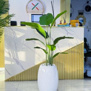 floor plant
