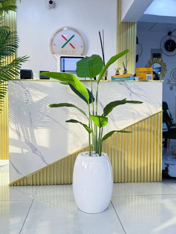 floor plant