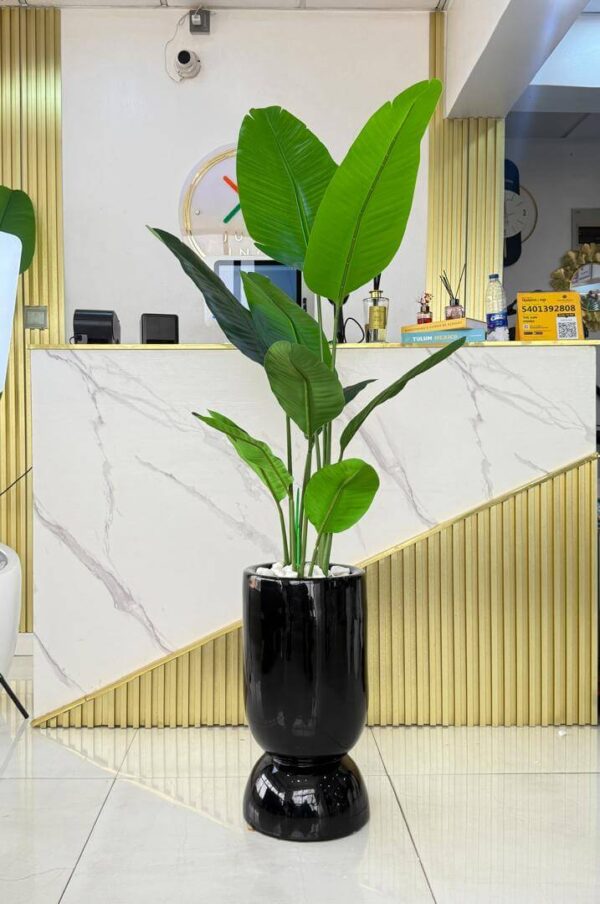 floor plant